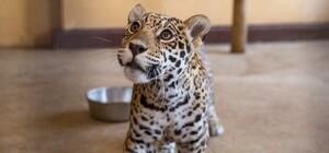 Приходи знакомиться: в Фельдман Экопарк поселились пятнистые ягуары
