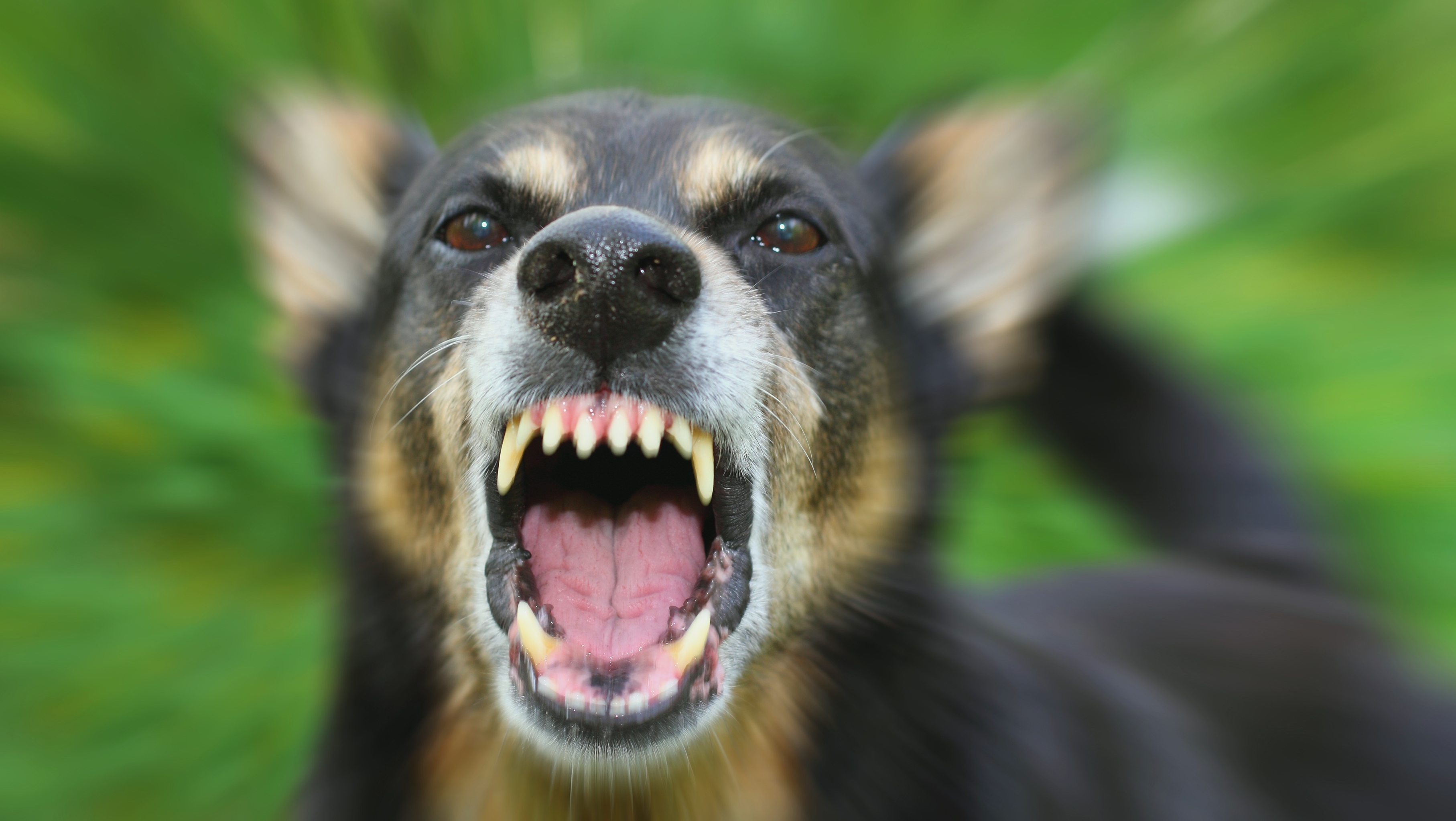 В Харькове агрессивный пес нападает на прохожих