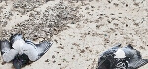 Падают с неба: в Одессе продолжают гибнуть голуби
