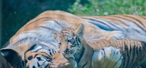 Самые редкие: в Фельдман Экопарк родились амурские тигрята