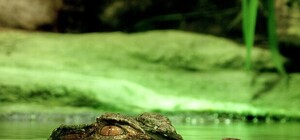 Фото: на крымском пляже всплыл мертвый крокодил