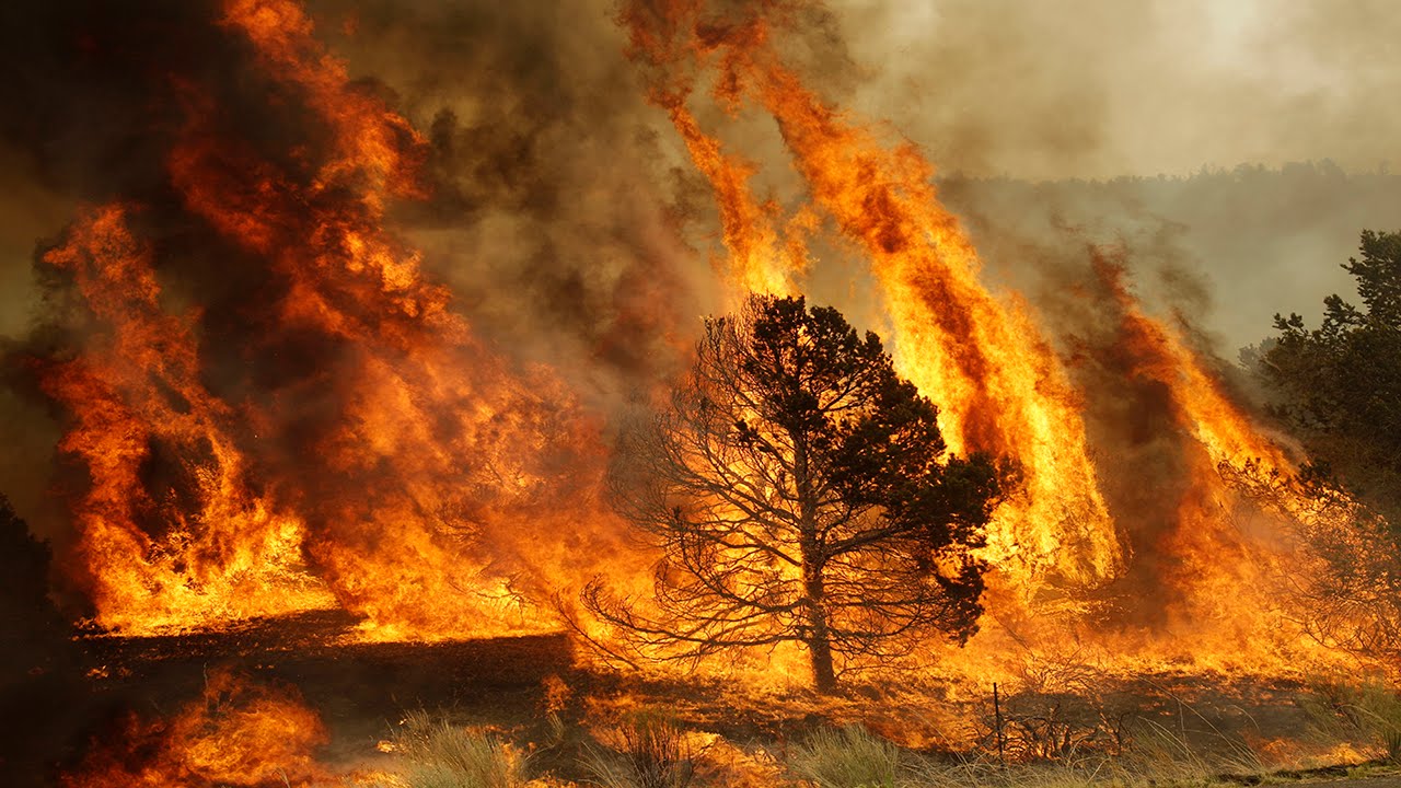 Полиция считает, что лес под Харьковом подожгли