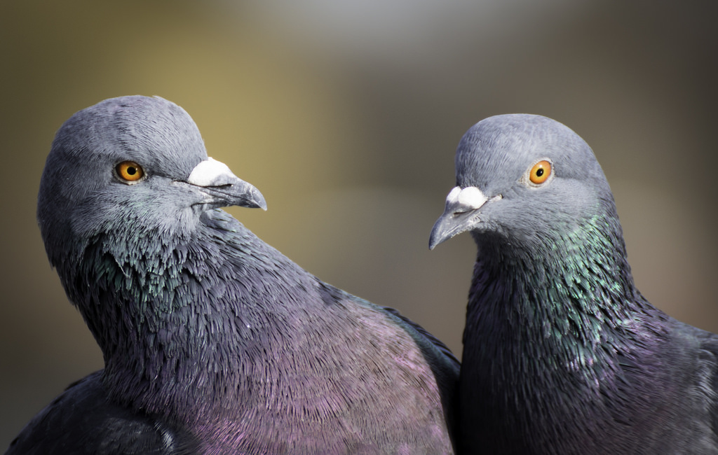 В центре Харькова зоозащитники спасли голубя