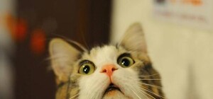 Резонанс: в одном из кабинетов ЗНУ студент обнаружил советскую символику