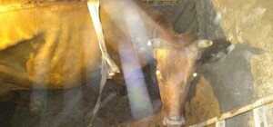 Под Запорожьем корова провалилась в подвал: спасатели вытаскивали животное с помощью автокрана (ФОТО)