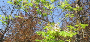 Фотофакт: в сентябре в Харькове зацвели каштаны