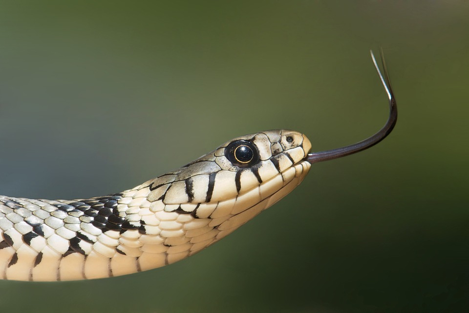Как определить змею по фото
