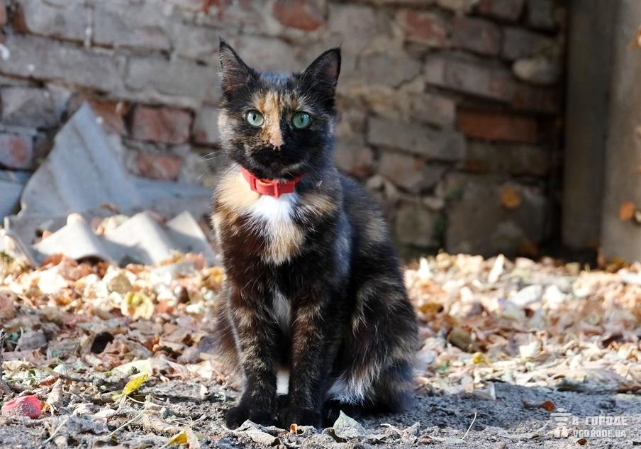 В Харькове суд отменил решение об отлове бездомных котов
