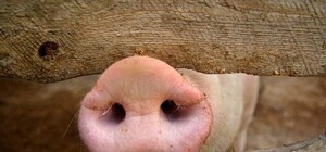 Цифра дня: сколько Полтавщина потеряла вследствии АЧС