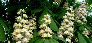 Погода как в мае: под Запорожьем в конце октября расцвели каштаны