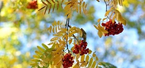 Холода не беда: когда в Полтаву вернется бабье лето