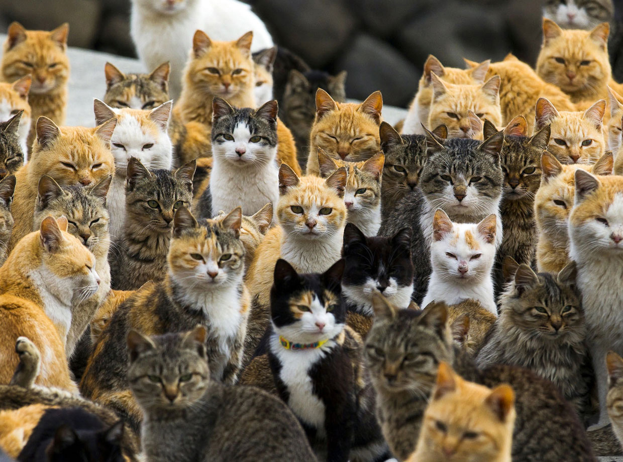 Иск о запрете отлова кошек в Харькове подали зоозащитники. Фото: extremal.mirtesen.ru