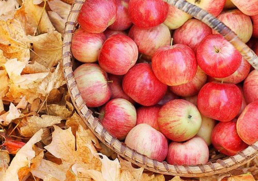 На харьковских рынках подешевели яблоки. Фото: pinterest.com