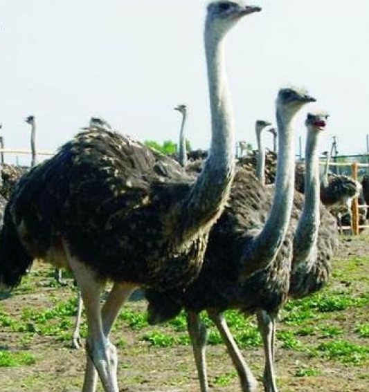 Афиша - Экскурсии - Экскурсия на страусиную ферму