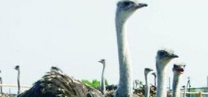Экскурсия на страусиную ферму