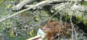 Уехала на учебу и пропала: в лесу под Харьковом нашли мертвую студентку