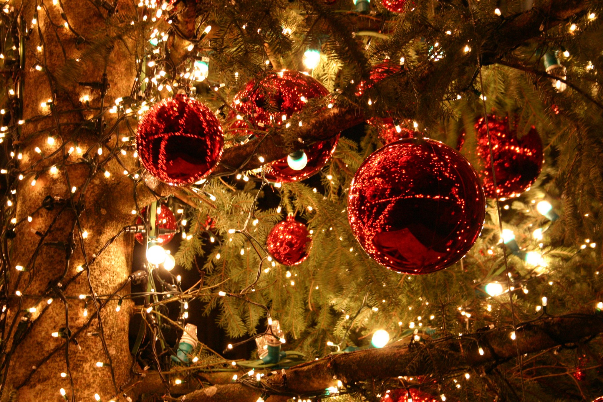 В Харькове установят новую новогоднюю елку