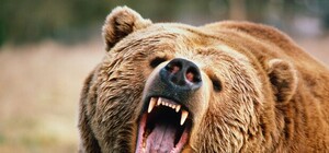 Забрали в реанимацию: под Харьковом на женщину напал медведь