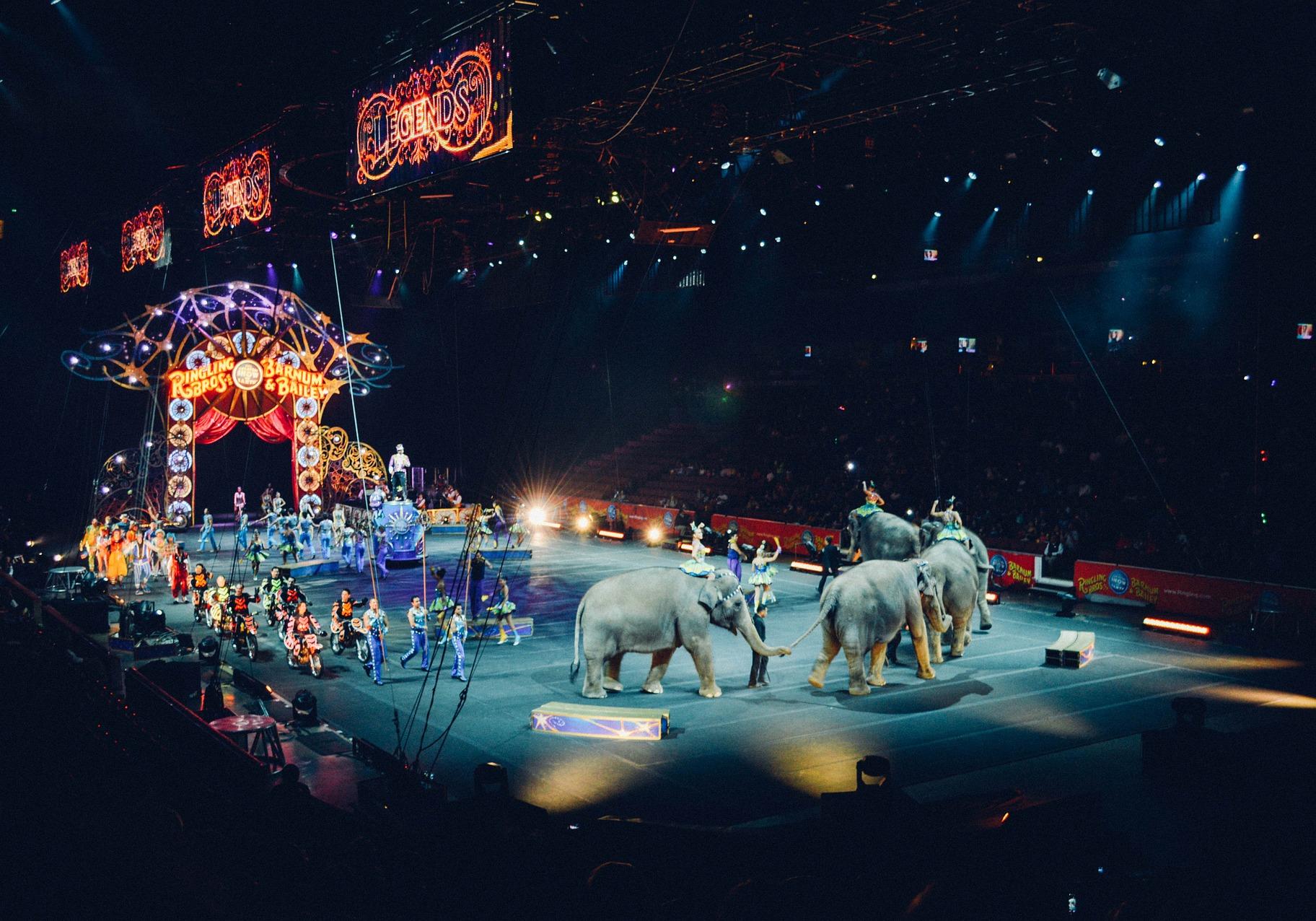 В Украине собираются запретить использовать животных в цирке. Фото: pixabay.com