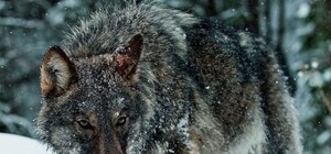 Избили палками и сожгли: под Запорожьем поймали волка, напавшего на троих людей