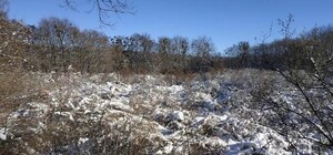 Придавило снегом: на Полтавщине под сугробами погруз Сиреневый гай