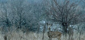 Полюбуйся природой: запорожский фотограф показал снимки диких животных на Хортице