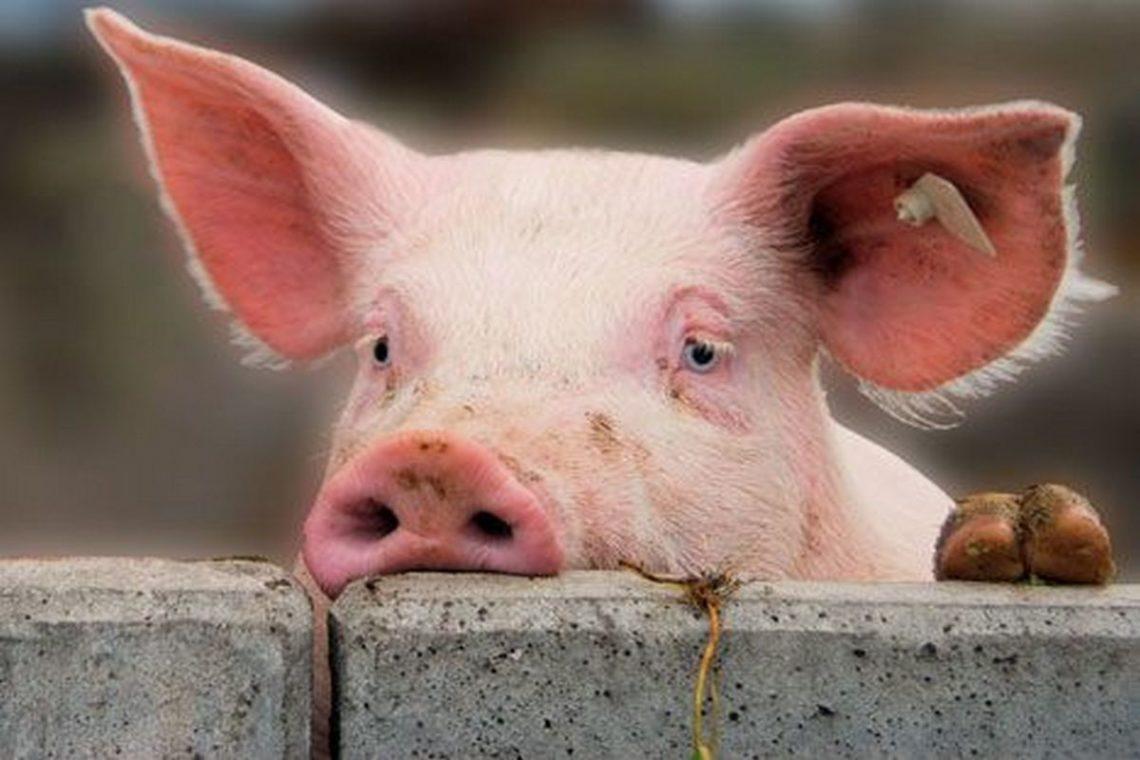 В Харькове на пустыре найдены туши свиней, зараженных африканской чумой. Фото: agropolit.com