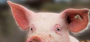 Африканская чума: на Салтовке нашли 30 трупов свиней