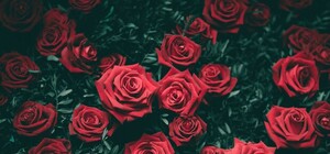 Перекриватимуть рух: сьогодні Львів прощатиметься з загиблим добровольцем