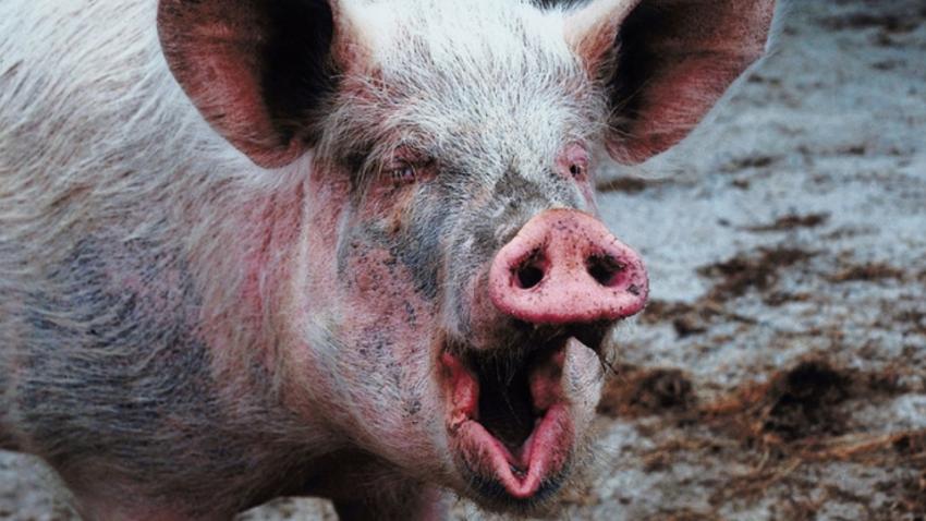 В Харькове ищут источник африканской чумы свиней. Фото: plus.google.com