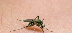 Укусил комар: в Харькове прооперировали женщину с червем в голове