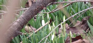 Весна близко: в Одессе расцвели подснежники