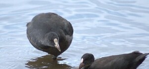 Что происходит: коса Беляус усеяна мертвыми утками