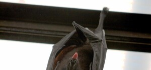 На Виноградаре в шахте лифта жилого дома нашли целый выводок летучих мышей