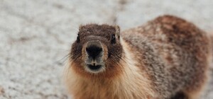 Свято бабака: львівська Марічка зробила передбачення про прихід весни