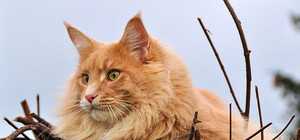 Почти тигр: 20-килограммовый кот попадет в Книгу рекордов Гиннесса