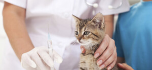 Пойдут по районам: в Харькове бесплатно вакцинируют животных от бешенства