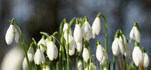 Штраф до 3 655 гривен: в Харькове запретили собирать и покупать первоцветы