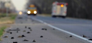 Аномальный случай: лесопарк под Запорожьем усеян мертвыми птицами