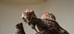 Неможливо зайти в під’їзд: мешканців вулиці Шота Руставеллі тероризують щури