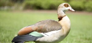 Новые жители: в Полтавский дендропарк поселят египетских гусей