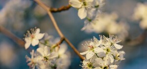 Не сиди вдома: львів’ян кличуть на толоку у Сихівський парк