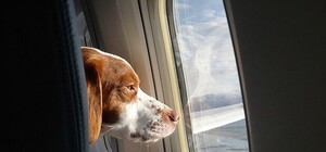 Полетіли: ірландський лоукостер проводить розпродаж квитків зі Львова