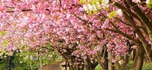 Сакура и сирень: в Одессе высадили две аллеи