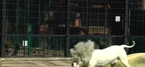 В Одесский зоопарк привезли 