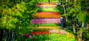 Не пропусти: в Никитие откроют парад тюльпанов