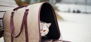 Наигрались и выбросили: на Северном нашли кошку в сумке