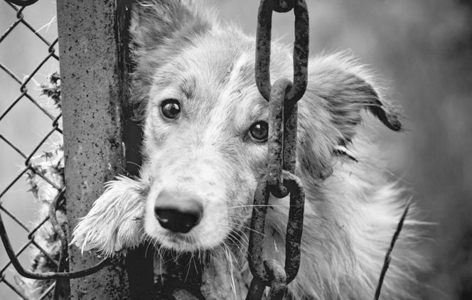 Под Харьковом неизвестные жестоко убивают собак. Фото иллюстративное: nashemisto.dp.ua