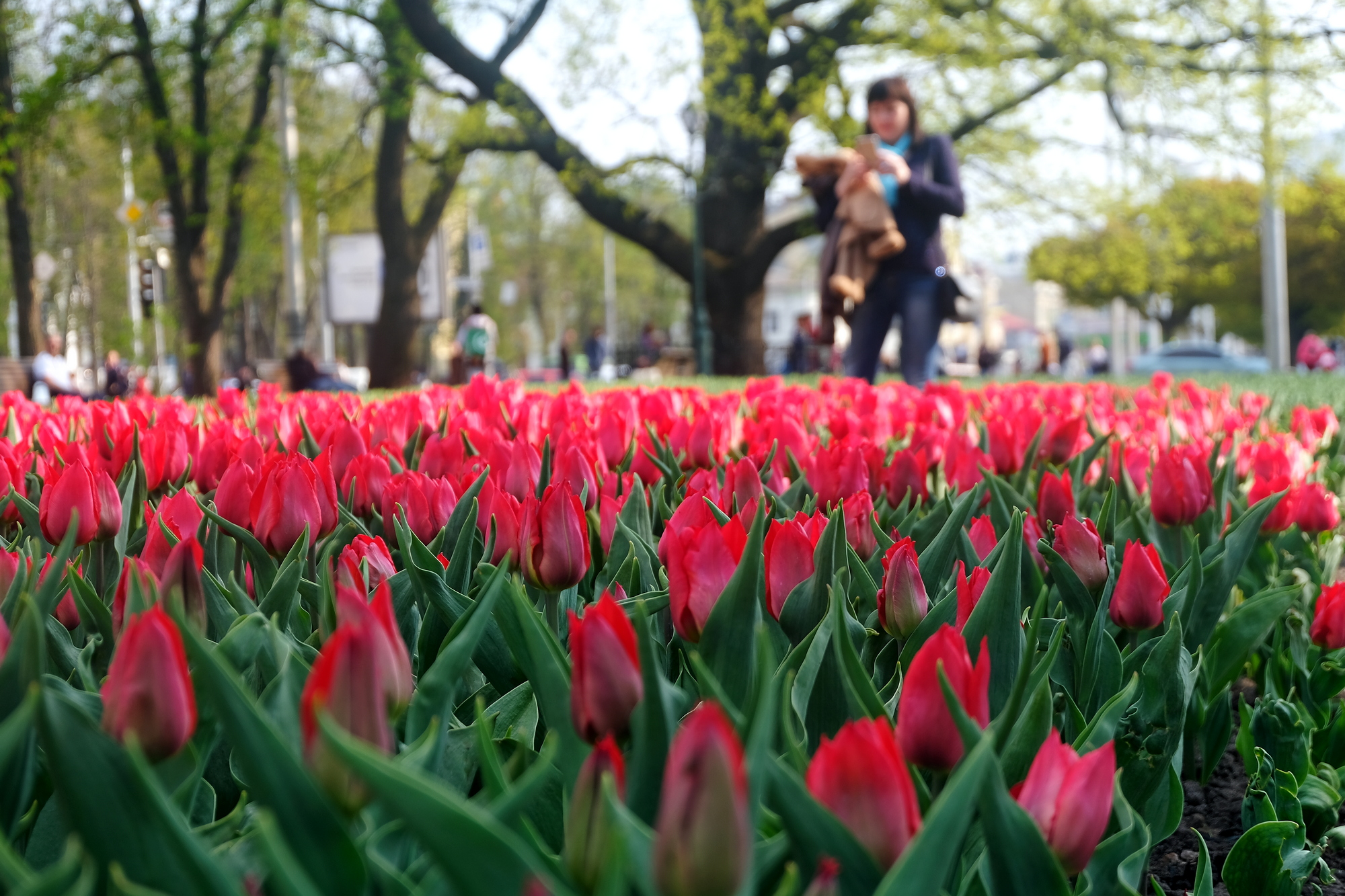 В саду Шевченко в Харькове высадили тысячи тюльпанов. Фото: Алина Бычек/Vgorode