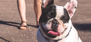 Скандальне відео: львів'янка розтерла собаче лайно на чужому авто